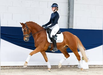 Duitse rijpony, Ruin, 9 Jaar, 153 cm, Vos