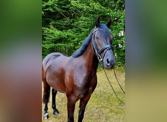 Duitse rijpony, Ruin, 9 Jaar, 154 cm