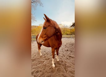 Duitse rijpony, Ruin, 9 Jaar, 154 cm, Vos