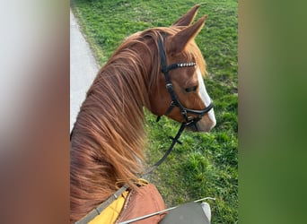 Duitse rijpony, Ruin, 9 Jaar, 154 cm, Vos