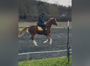 Duitse rijpony, Ruin, 9 Jaar, 154 cm, Vos