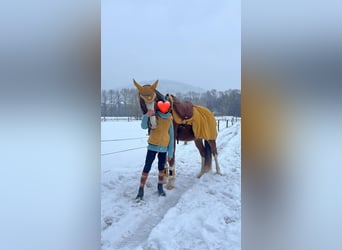 Duitse rijpony, Ruin, 9 Jaar, 154 cm, Vos