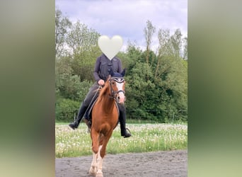 Duitse rijpony, Ruin, 9 Jaar, 154 cm, Vos