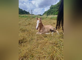 Duitse rijpony, Ruin, veulen (06/2023), 148 cm, Palomino