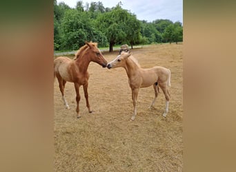 Duitse rijpony, Ruin, veulen (06/2023), 148 cm, Palomino