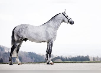 Duits sportpaard, Hengst, 9 Jaar, 170 cm, Appelschimmel