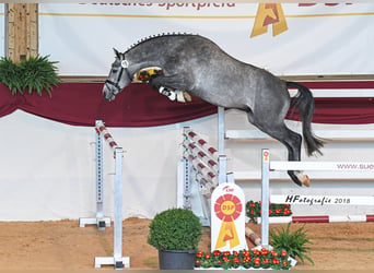 German Sport Horse, Stallion, 9 years, 16.2 hh, Gray-Dapple
