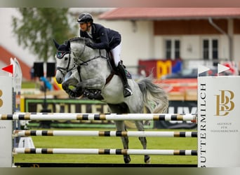 German Sport Horse, Stallion, 9 years, 16.2 hh, Gray-Dapple