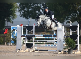 Niemiecki koń sportowy, Ogier, 9 lat, 170 cm, Siwa jabłkowita
