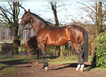 Koń pełnej krwi angielskiej, Ogier, 25 lat, 172 cm, Gniada