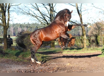 Thoroughbred, Stallion, 25 years, 16.3 hh, Brown