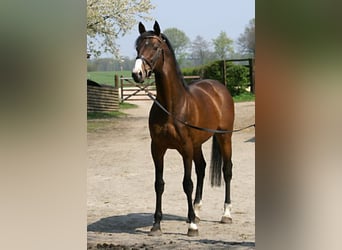Thoroughbred, Stallion, 25 years, 16.3 hh, Brown