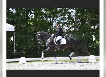 Duński koń gorącokrwisty, Klacz, 10 lat, 168 cm, Kara