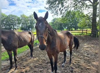 Duński koń gorącokrwisty, Klacz, 10 lat, 170 cm, Gniada