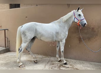 Duński koń gorącokrwisty, Klacz, 12 lat, 170 cm, Biała