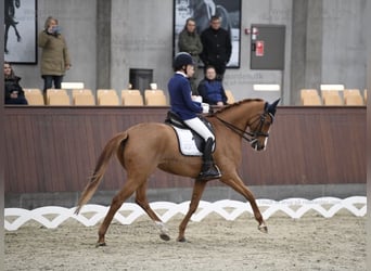 Duński koń gorącokrwisty, Klacz, 14 lat, 166 cm, Kasztanowata
