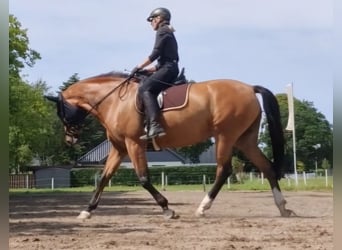 Duński koń gorącokrwisty, Klacz, 14 lat, 173 cm, Gniada