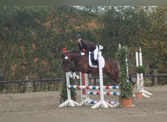 Duński koń gorącokrwisty, Klacz, 15 lat, 150 cm, Gniada