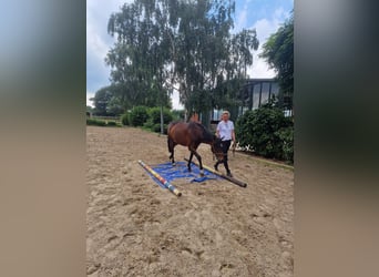 Duński koń gorącokrwisty, Klacz, 15 lat, 150 cm, Gniada