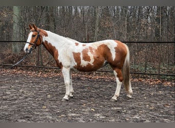 Duński koń gorącokrwisty, Klacz, 15 lat, 162 cm