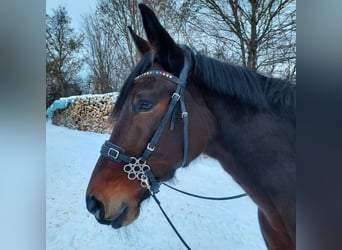 Duński koń gorącokrwisty, Klacz, 15 lat, 165 cm, Gniada