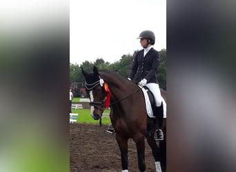 Duński koń gorącokrwisty, Klacz, 16 lat, 174 cm, Ciemnogniada