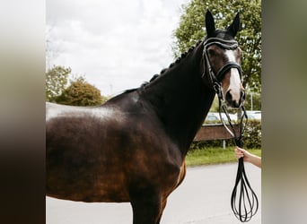 Duński koń gorącokrwisty, Klacz, 16 lat, 174 cm, Ciemnogniada