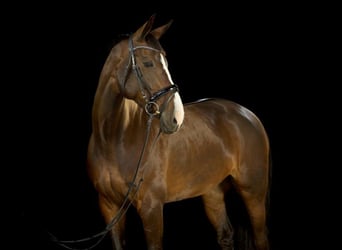 Duński koń gorącokrwisty, Klacz, 16 lat, 174 cm, Ciemnogniada