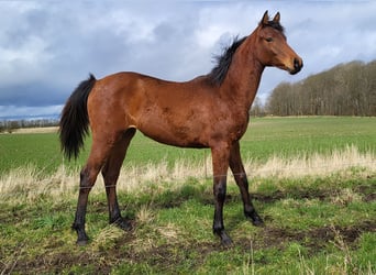 Duński koń gorącokrwisty, Klacz, 1 Rok, 167 cm, Gniada