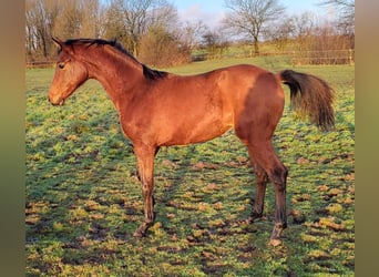 Duński koń gorącokrwisty, Klacz, 1 Rok, 167 cm, Gniada