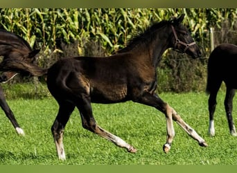 Duński koń gorącokrwisty, Klacz, 1 Rok, 170 cm, Ciemnogniada