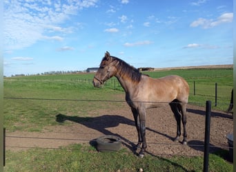 Duński koń gorącokrwisty, Klacz, 2 lat, 170 cm, Siwa