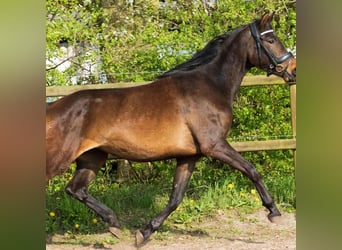 Duński koń gorącokrwisty, Klacz, 3 lat, 165 cm, Gniada