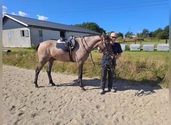 Duński koń gorącokrwisty, Klacz, 3 lat, 168 cm, Siwa