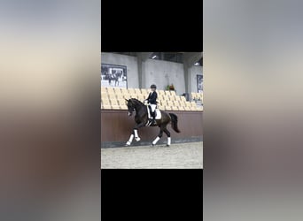 Duński koń gorącokrwisty, Klacz, 3 lat, 172 cm, Gniada