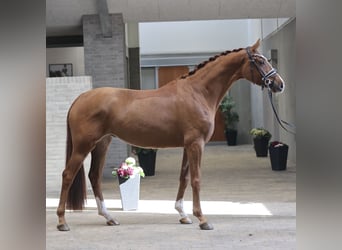 Duński koń gorącokrwisty, Klacz, 4 lat, 168 cm, Ciemnokasztanowata