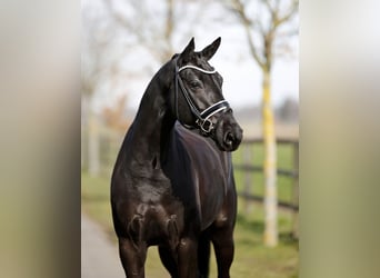 Duński koń gorącokrwisty, Klacz, 5 lat, 167 cm, Kara