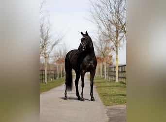 Duński koń gorącokrwisty, Klacz, 5 lat, 167 cm, Kara