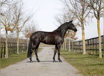 Duński koń gorącokrwisty, Klacz, 5 lat, 167 cm, Kara