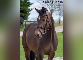 Duński koń gorącokrwisty, Klacz, 5 lat, 169 cm, Gniada