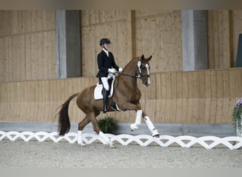 Duński koń gorącokrwisty, Klacz, 5 lat, 175 cm, Kasztanowata