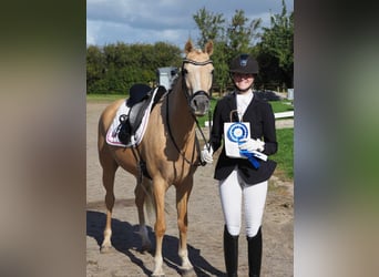 Duński koń gorącokrwisty, Klacz, 6 lat, 146 cm, Izabelowata