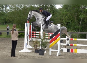 Duński koń gorącokrwisty, Klacz, 6 lat, 165 cm, Siwa