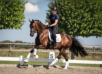 Duński koń gorącokrwisty, Klacz, 6 lat, 167 cm, Ciemnogniada