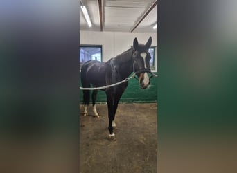 Duński koń gorącokrwisty, Klacz, 6 lat, 168 cm, Ciemnogniada