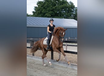 Duński koń gorącokrwisty, Klacz, 6 lat, 169 cm, Ciemnokasztanowata