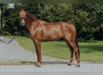 Duński koń gorącokrwisty, Klacz, 6 lat, 169 cm, Kasztanowata