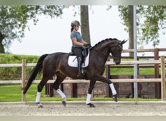 Duński koń gorącokrwisty, Klacz, 6 lat, 172 cm, Ciemnogniada