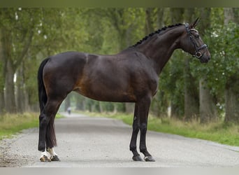 Duński koń gorącokrwisty, Klacz, 6 lat, 172 cm, Ciemnogniada