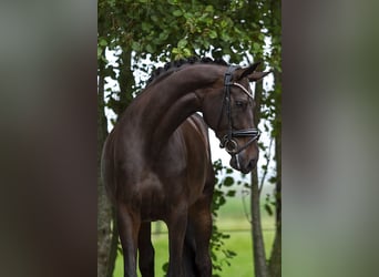 Duński koń gorącokrwisty, Klacz, 6 lat, 172 cm, Ciemnogniada